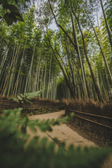 Obraz premium arashiyama bamboo forest kyoto japan