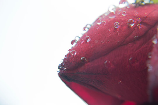 Red Rose flower with raindrops on roses petals