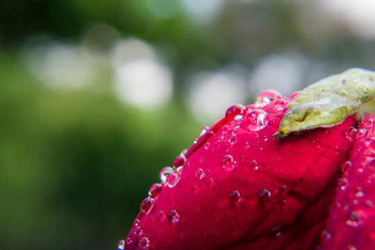 Red Rose flower with raindrops on roses petals