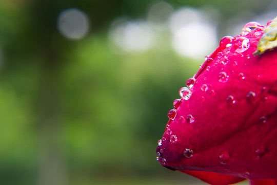 Red Rose flower with raindrops on roses petals