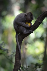 baby Balinese long-tailed monkey Macaca fascicularis eating orange in a tree