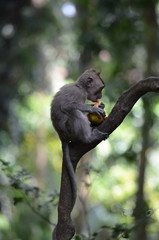 Naklejka na ściany i meble baby Balinese long-tailed monkey Macaca fascicularis eating orange in a tree
