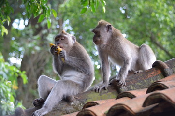 two monkeys eating fruit 