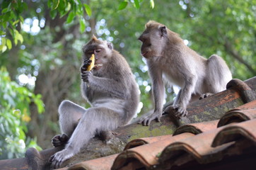 2 monkeys eating on a roof