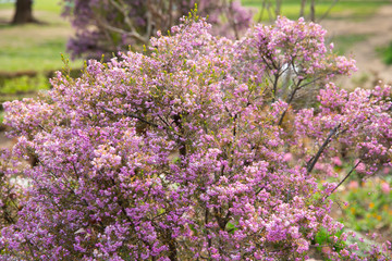 公園に咲いていたピンクの小さな花