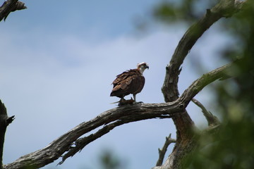 Osprey at George C. McGough Nature Park, Largo, FL