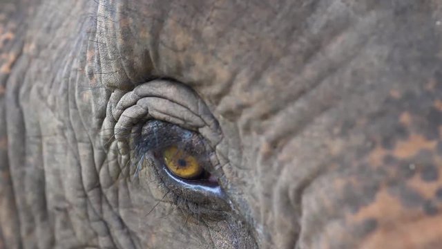 Close-up of a rescued asian elephant's eye at a wildlife sanctuary (slow motion)