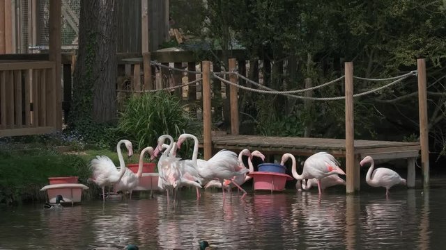 Flock of flamingos eating while standing in the lake