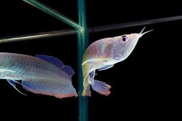 Unduh 510+ Background Aquarium Arwana Golden Red Gratis Terbaik