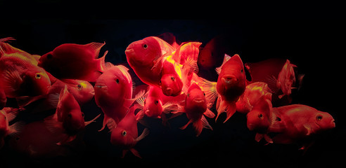 herd of Aquarium fish Red Parrot