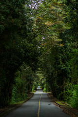 Obraz premium An amazing fantasy landscape inside Patagonia forest, a road going deep inside the forest creating an amazing tree tunnel on an awe natural scenery at sunlight. A nice perspective on an infinity road