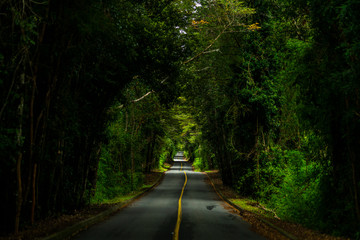 Obraz premium An amazing fantasy landscape inside Patagonia forest, a road going deep inside the forest creating an amazing tree tunnel on an awe natural scenery at sunlight. A nice perspective on an infinity road