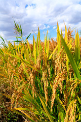 Fototapeta premium Mature rice in rice field,