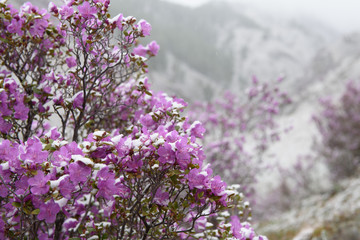 Blooming rhododendron in the spring in the mountains. Violet flowers in the wind under the snow.