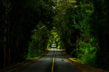 An amazing fantasy landscape inside Patagonia forest, a road going deep inside the forest creating an amazing tree tunnel on an awe natural scenery at sunlight. A nice perspective on an infinity road