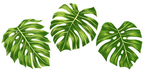 Set of Green monstera tropical leaves isolated on white background, Digital illustation © mraoraor