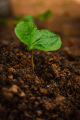 Arabica coffee tree
