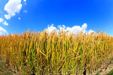 Obraz premium Mature rice in rice field,