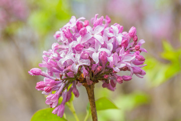 Blooming purple lilac flowers, spring close-up in spring，Syringa Linn.