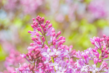 Fototapeta premium Blooming purple lilac flowers, spring close-up in spring，Syringa Linn.