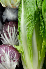 Fresh Organic Lettuce