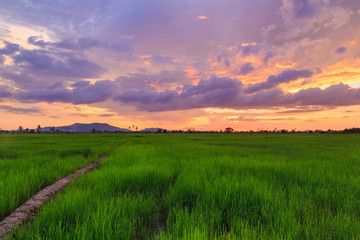 Fototapeta na wymiar Beautiful landscape view of Rice paddies during beautiful sunset at Kota Belud, Sabah