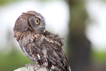 Eastern Screech Owl at George C. McGough Nature Park, Largo, FL