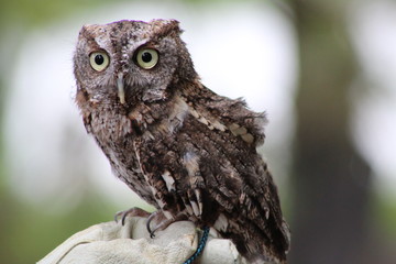 Eastern Screech Owl at George C. McGough Nature Park, Largo, FL