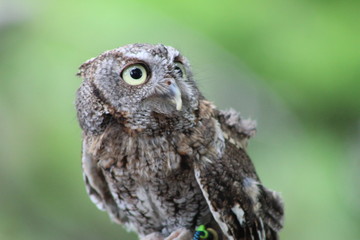 Eastern Screech Owl at George C. McGough Nature Park, Largo, FL