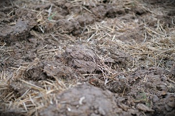ground