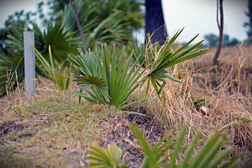 sugar palm