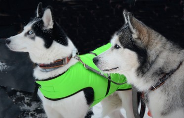 two husky dogs tied to the sled