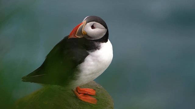 Atlantic puffin also know as common puffin is species of seabird in the auk family in Iceland. Iceland, Norway, Faroe Islands, Labrador in Canada are known to be large colony of this puffin.