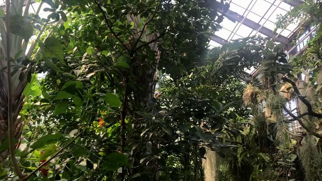 Botanical garden and palm house in the heart of Jena, Th&uuml;ringen, Germany. Rich vegetation and high humidity with tropical trees and flowers.
