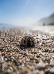 sea urchin on the beach 