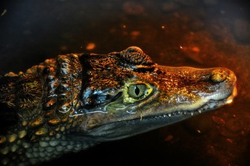A crocodile's head in the water