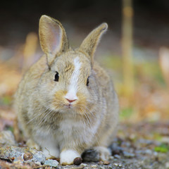 Fototapeta premium 大久野島のうさぎ