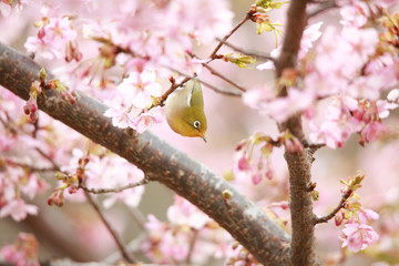 メジロと桜