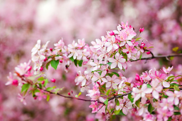 pink flowers in garden