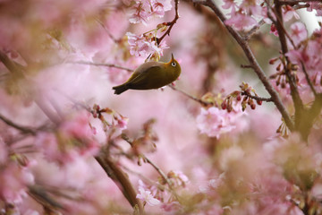 メジロと桜
