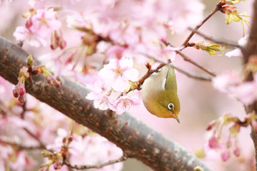 メジロと桜