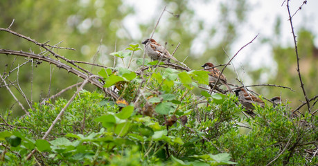 Birds of a Feather