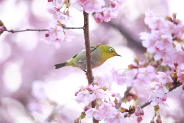 Fototapeten Lila メジロと桜  © yamasan