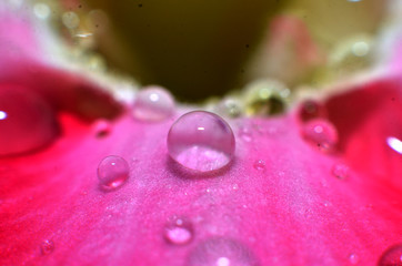 The rest of the raindrops that stick and hang on the flowers and leaves
