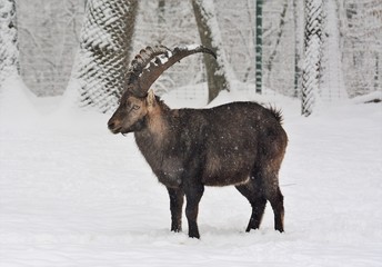 an Alpine goat in the snow 