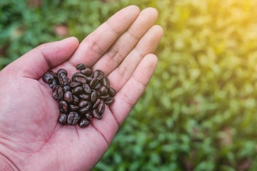 Coffee beans on hand in green field background
