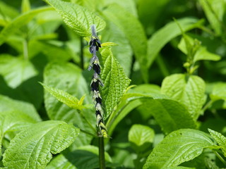 Black and Blue Silkies's Dream Against Green Stems and Leaves