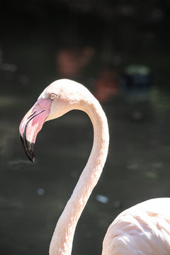 wading bird Flamingo head close up 
