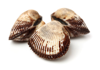Scapharca subcrenata on white background 