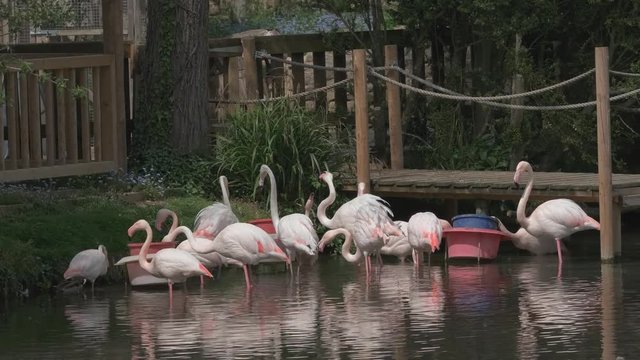 Flock of flamingos standing togerther in the lake